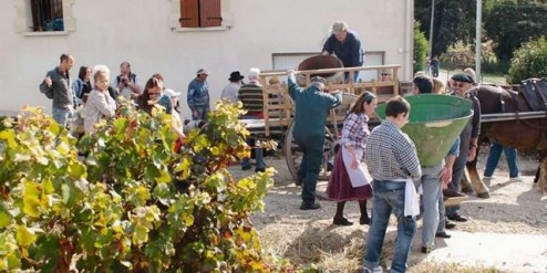 VENDANGES A L ANCIENNE.jpg