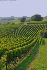 Vignoble_des_Côtes_de_Bourg_à_Lansac_-_7.jpg